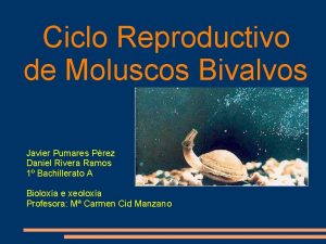 Ciclo Reproductivo de Moluscos Bivalvos Javier Pumares Prez