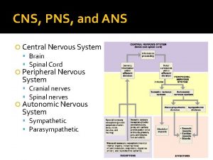 CNS PNS and ANS Central Nervous System Brain