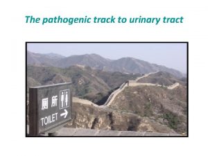 The pathogenic track to urinary tract URINARY TRACT