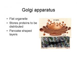 Golgi apparatus Flat organelle Stores proteins to be
