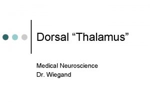 Dorsal Thalamus Medical Neuroscience Dr Wiegand The Diencephalon