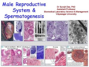 Male Reproductive System Spermatogenesis Dr Surojit Das Ph