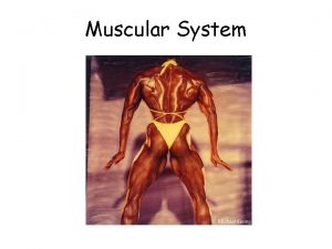 Muscular System Muscles Three types of muscle tissue