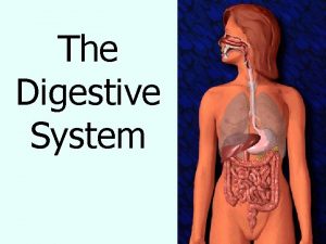The Digestive System The Digestive System Function of