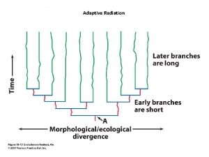 Adaptive Radiation Cambrian Explosion Cambrian Explosion Early Paleozoic
