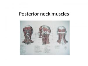 Posterior neck muscles Reminder muscles Skeletal striated Rope