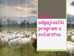 Glavni odgajivaki program u ovarstvu Uvod Glavni odgajivaki