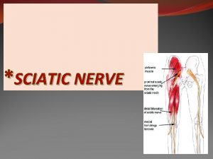 SCIATIC NERVE OBJECTIVES By the end of the