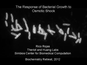 The Response of Bacterial Growth to Osmotic Shock