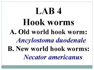 LAB 4 Hook worms A Old world hook