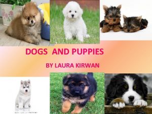 DOGS AND PUPPIES BY LAURA KIRWAN 1 Why