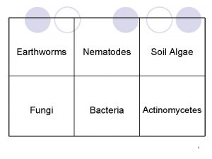 Earthworms Nematodes Soil Algae Fungi Bacteria Actinomycetes 1