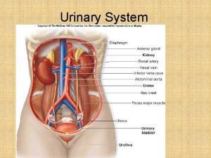 Urinary System Kidney Functions Kidneys filter the blood