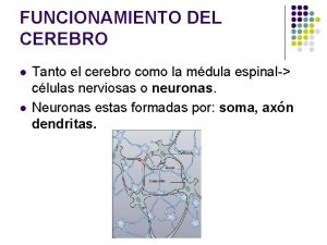 FUNCIONAMIENTO DEL CEREBRO l l Tanto el cerebro