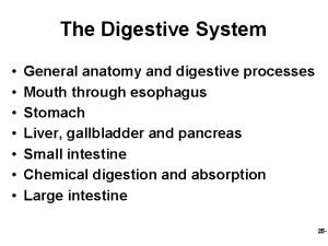 The Digestive System General anatomy and digestive processes