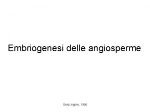 Embriogenesi delle angiosperme Gerd Jrgens 1996 EMBRIOGENESI NELLE