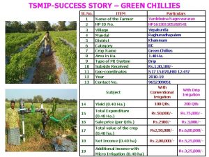 TSMIPSUCCESS STORY GREEN CHILLIES Sl No 1 2