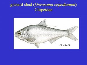 gizzard shad Dorosoma cepedianum Clupeidae Ohio DNR common