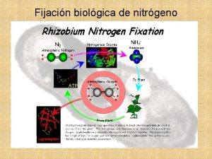 Fijacin biolgica de nitrgeno Introduccin Aunque el N