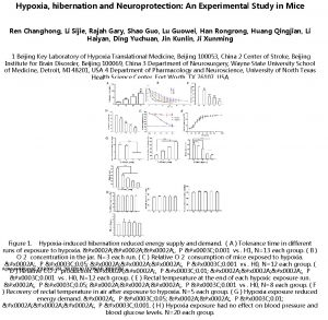 Hypoxia hibernation and Neuroprotection An Experimental Study in