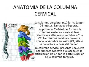 ANATOMIA DE LA COLUMNA CERVICAL La columna vertebral