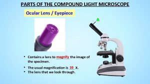 PARTS OF THE COMPOUND LIGHT MICROSCOPE Ocular Lens