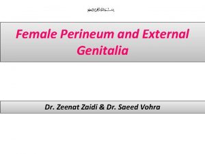 Female Perineum and External Genitalia Dr Zeenat Zaidi