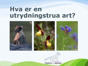 Hva er en utrydningstrua art Henrik Eira SNO