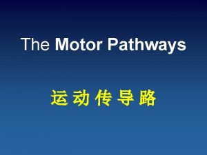 The Motor Pathways The motor pathways are concerned