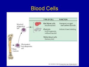 Blood Cells White Blood Cells Phagocytes Neutrophils Macrophages