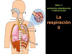 TEMA 11 NUTRICIN RESPIRACIN Y CIRCULACIN La respiracin