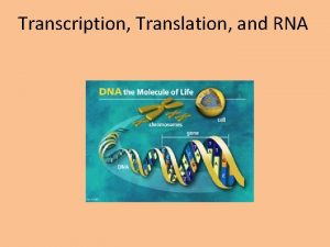 Transcription Translation and RNA Prefixes Suffixes and Vocabulary