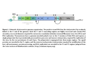 Figure 1 Schematic of picornavirus genome organization The