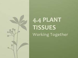 4 4 PLANT TISSUES Working Together LEAVES Leaves