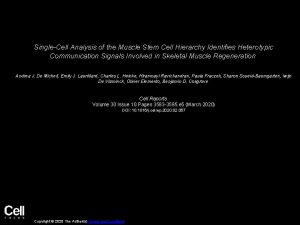 SingleCell Analysis of the Muscle Stem Cell Hierarchy