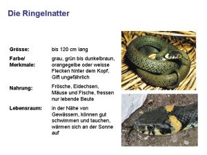 Die Ringelnatter Grsse bis 120 cm lang Farbe