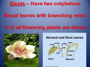 Dicots Have two cotyledons Broad leaves with branching