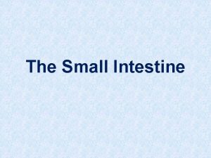 The Small Intestine THE SMALL INTESTINE The longest