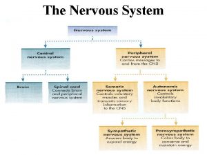 The Nervous System Peripheral Nervous System PNS Nervous