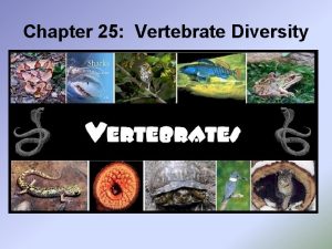 Chapter 25 Vertebrate Diversity 25 1 Vertebrate Origins