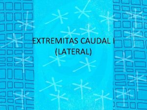 EXTREMITAS CAUDAL I LATERAL REGIO PADA KAKI BELAKANG