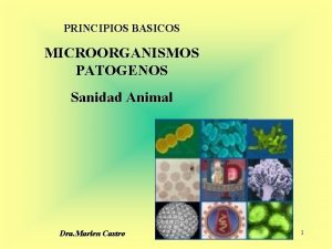 PRINCIPIOS BASICOS MICROORGANISMOS PATOGENOS Sanidad Animal Dra Marlen