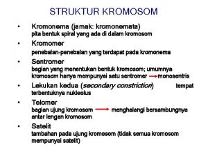 STRUKTUR KROMOSOM Kromonema jamak kromonemata pita bentuk spiral