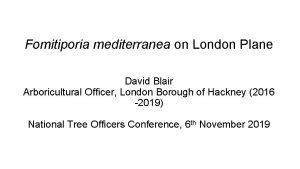 Fomitiporia mediterranea on London Plane David Blair Arboricultural