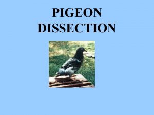 PIGEON DISSECTION WHAT BODY PARTS DOES A BIRD