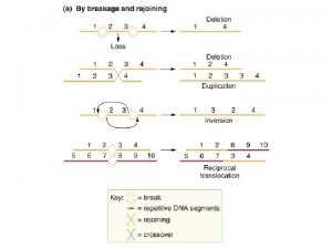 Ames test Strains inactive for BER and prone