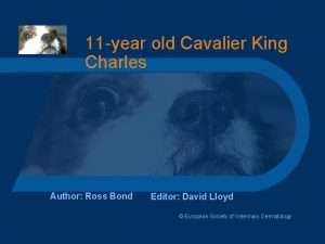 11 year old Cavalier King Charles Author Ross