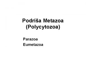 Podra Metazoa Polycytozoa Parazoa Eumetazoa Metazoa Jedna z