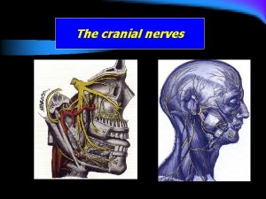 The cranial nerves The cranial nerves l l
