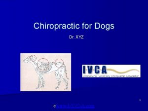 Chiropractic for Dogs Dr XYZ 1 www IVCA